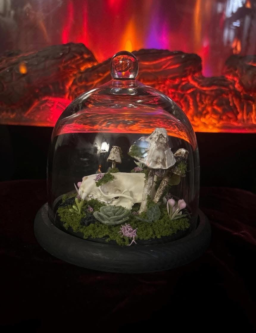 Handmade Minx Skull Terrarium!!!